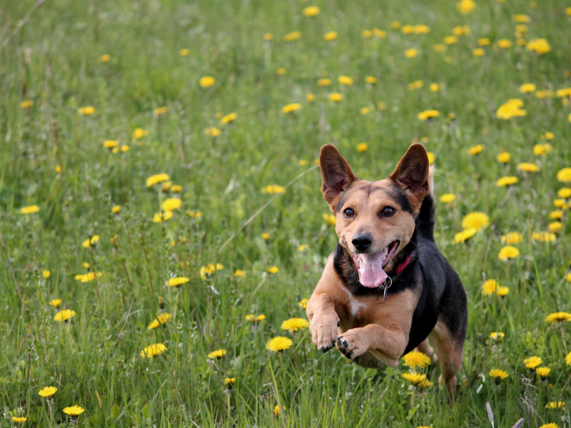 Cane che Cambia i Denti - Cosa sapere e come intervenire Amici e Natura iTALIA Cane che Cambia i Denti - Cosa sapere e come intervenire Amici e Natura iTALIA